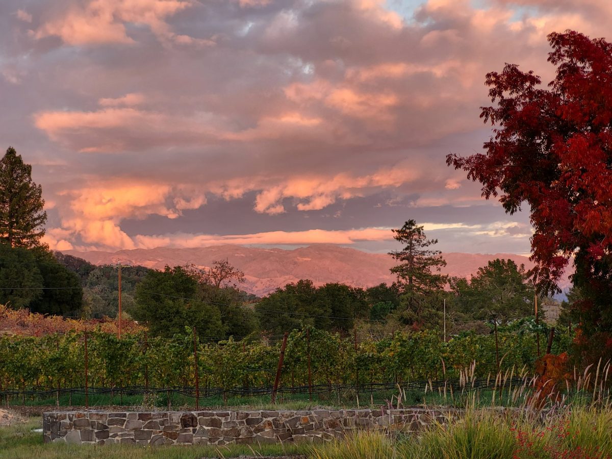 Vineyard Sunset