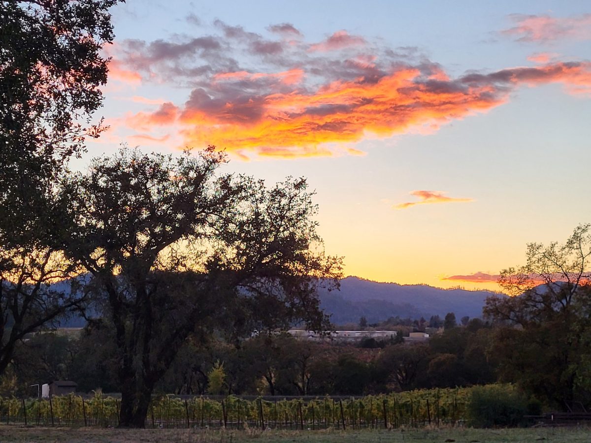 Vineyard Sunset
