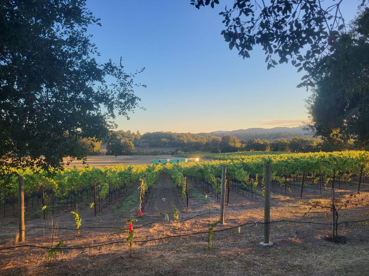 Vineyard Evening