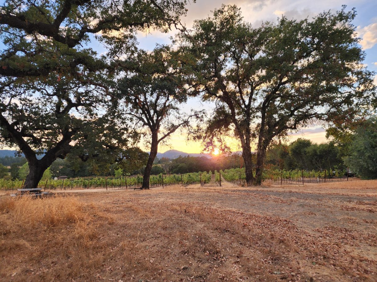 Vineyard Sunset