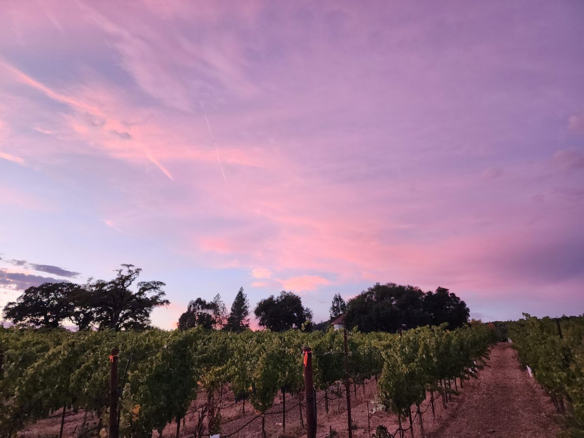Vineyard Sunset