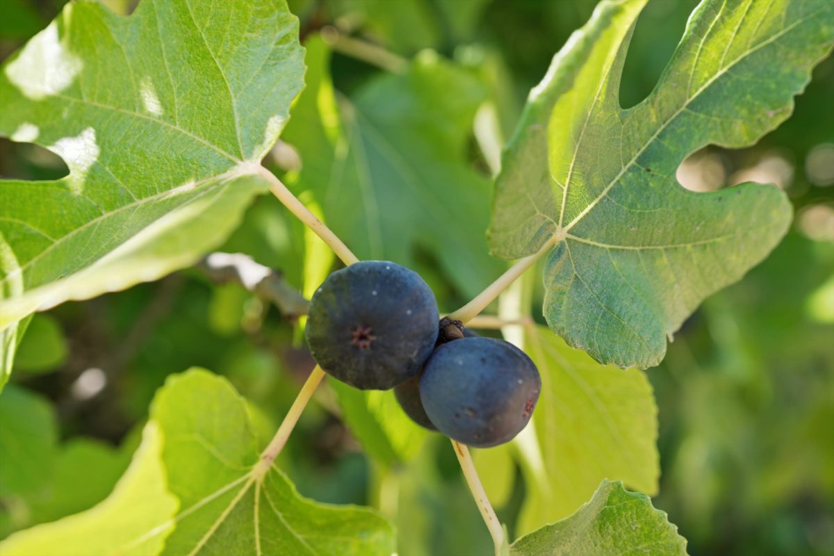 Figs