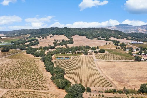 Vineyard Aerial View